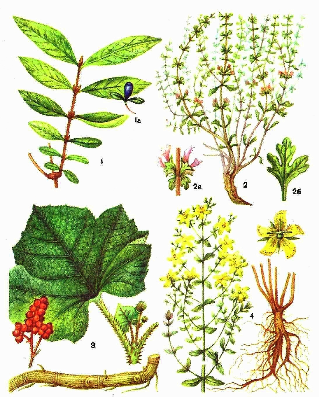 1 - жимолость съедобная (а - плод); 2 - зайцегуб опьяняющий (а - цветки, б - лист); 3 - заманиха высокая; 4 - зверобой продырявленный