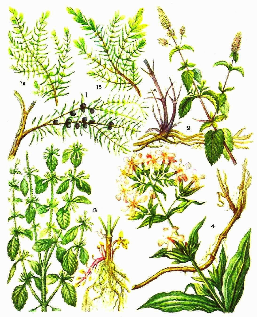 1 - можжевельник обыкновенный (а - ветвь женского растения, б - ветвь мужского растения); 2 - мята перечная; 3 мелисса лекарственная; 4 - мыльнянка лекарственная